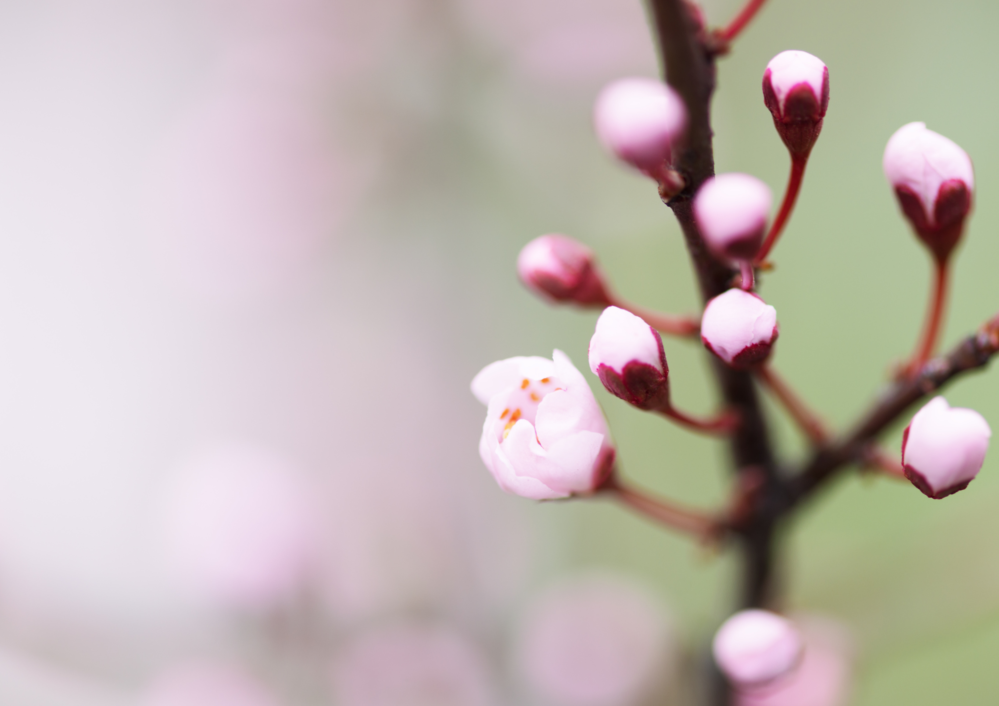 Bourgeons symbolisant fertilité et renouveau après l'hiver